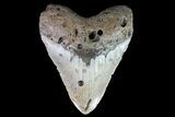 Bargain, Megalodon Tooth - North Carolina #82921-1